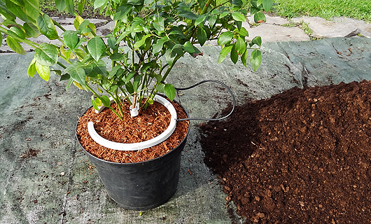 Kulturheidelbeere im 15l-Container