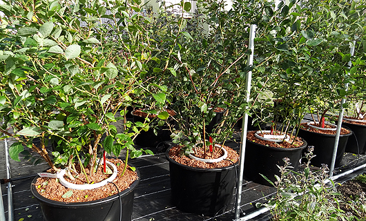 Kulturheidelbeeren im 40l-Container