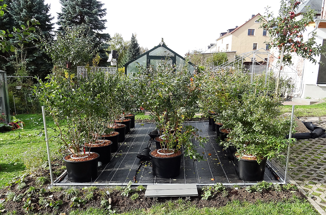 Kulturheidelbeeren im 40l-Container