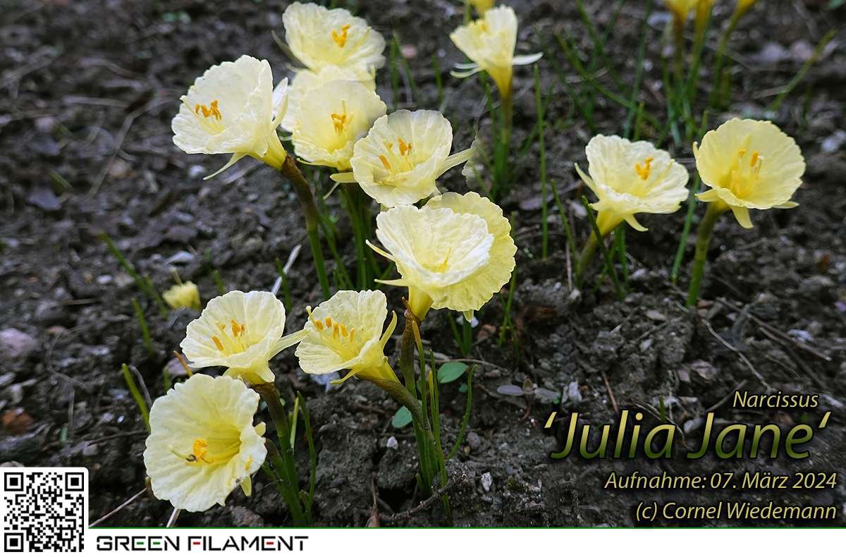 Narcissus Julia Jane