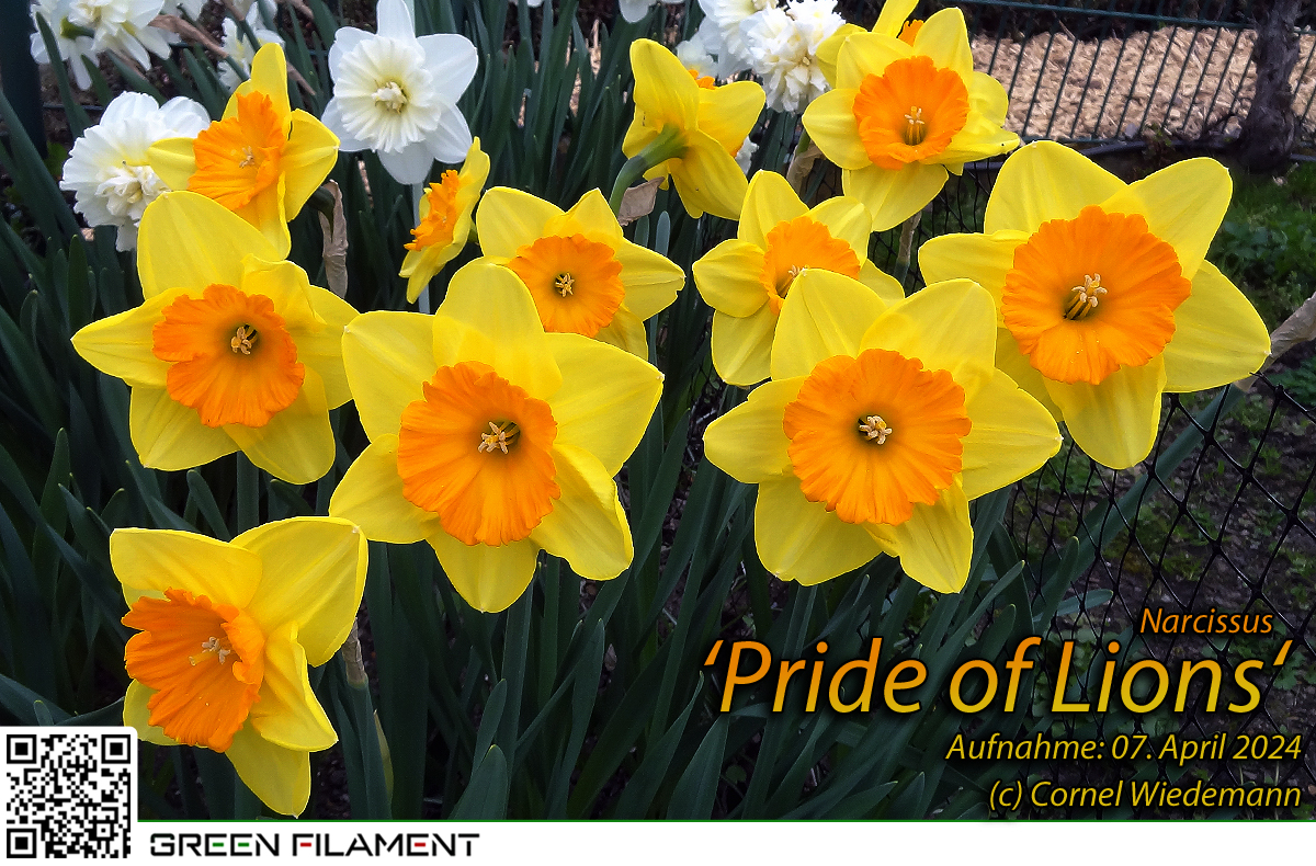 Narcissus Pride of Lions