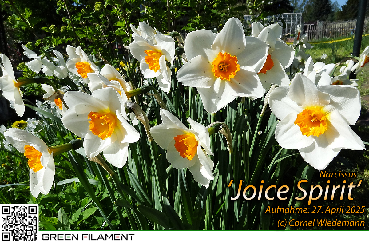 Narcissus Skype