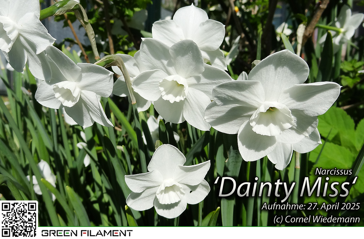 Narcissus Frosty Snow