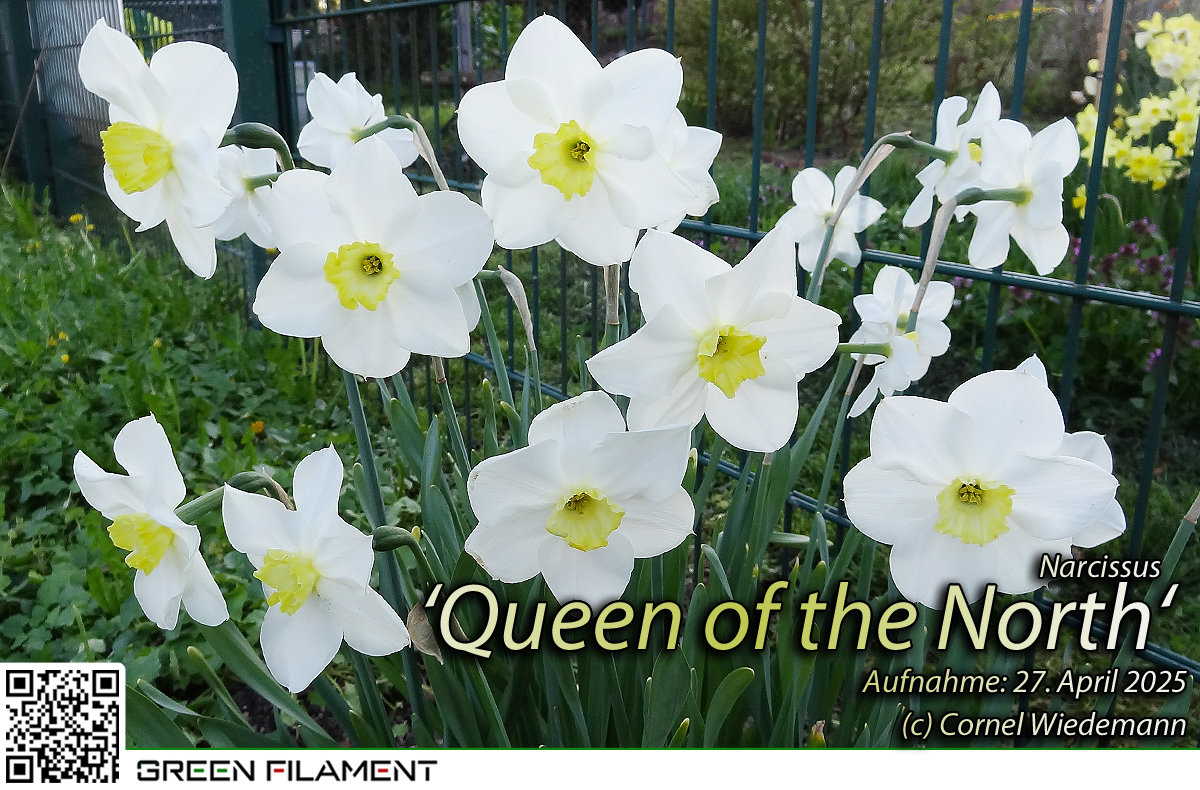 Narcissus Frosty Snow