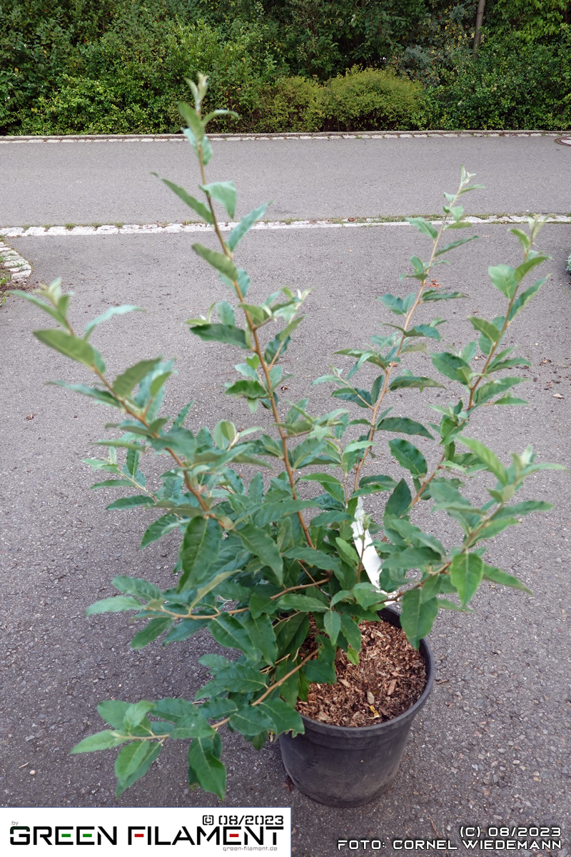 Elaeagnus Jungpflanze zweijährig