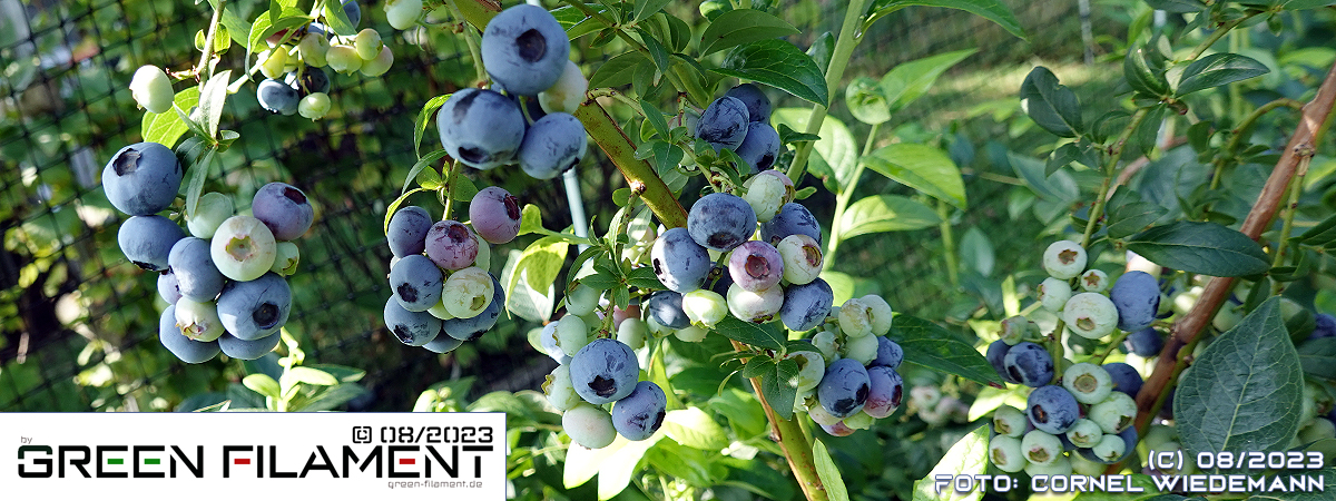 Heidelbeeren - Titelbild: Sorte Blueroma