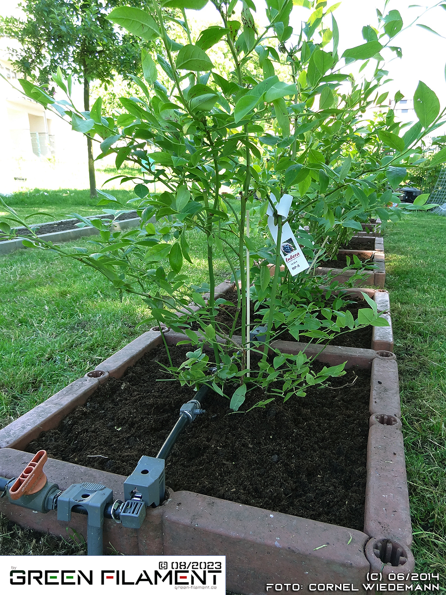 Pflanzung Heidelbeeren 2014